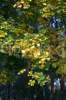 yellow maple leafs on tree