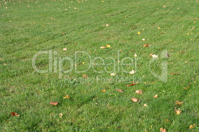 Yellow Maple Leafs on Grass