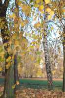 birch at autumn day