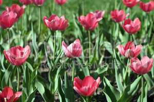 Red Tulip at Spring