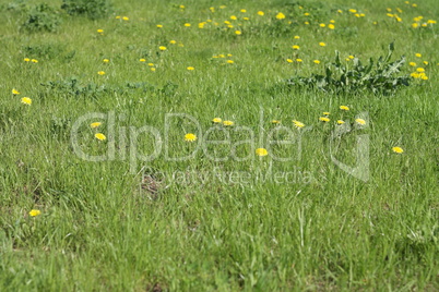 Dandelion at Spring