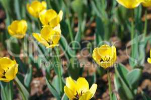 yellow tulip at spring