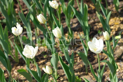 White Tulip at Spring