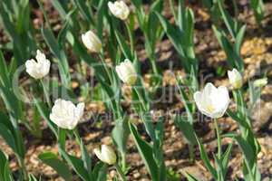 White Tulip at Spring