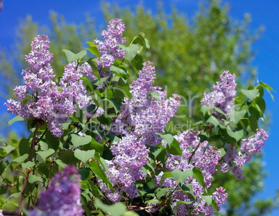 Lilac at Spring