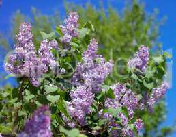 Lilac at Spring