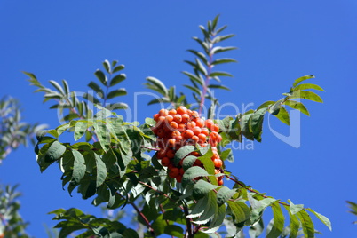 ashberry at dry sunny day