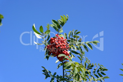 ashberry at dry sunny day