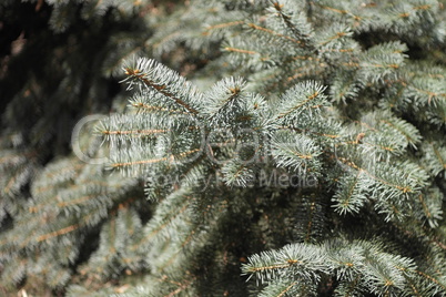 fir tree