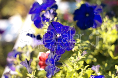 blue flower Campanula ad dry sunny day