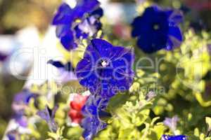 blue flower Campanula ad dry sunny day