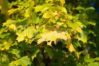 yellow maple leafs on tree yellow maple leafs on tree