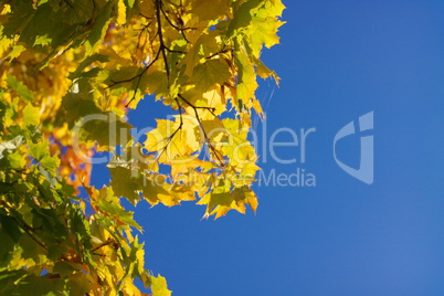 yellow maple leafs on tree yellow maple leafs on tree