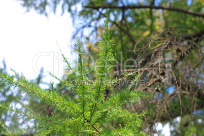 fir tree