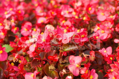 red little flowers