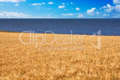 grain field and sea