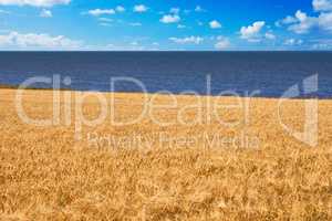 grain field and sea