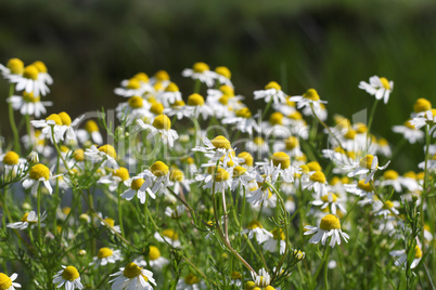 chamomile spring scene