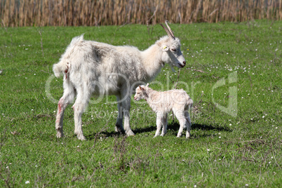 just born little goat