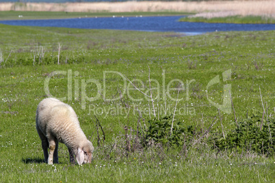 lamb on pasture