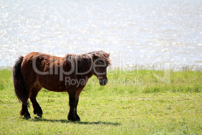 brown pony horse on riverside