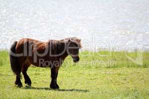 brown pony horse on riverside