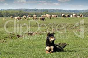 sheepdog and herd of sheep in background