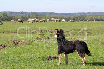 sheepdog with herd of sheep in background