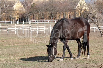 black horse grazing