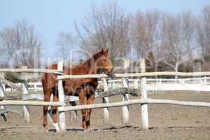 brown horse standing in corral