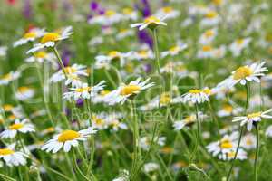 chamomile field