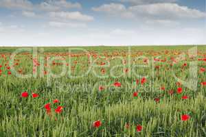 field with green wheat and poppy flower