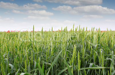 green wheat field