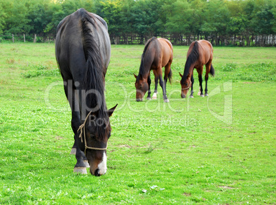 horses farm scene