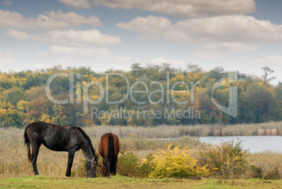 horses on pasture autumn scene