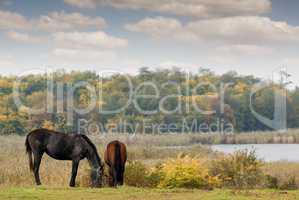 horses on pasture autumn scene