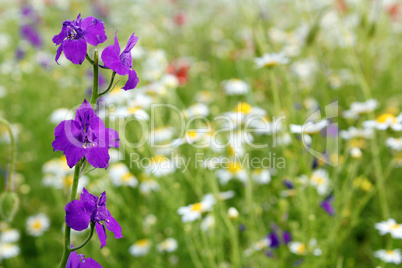 wild flowers spring scene