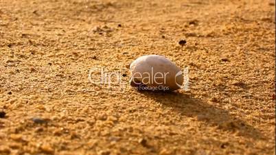 einsiedlerkrebs laeuft am sandstrand