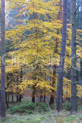 Deciduous tree in the spruce forest in autumn