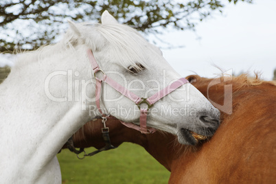 Pferdefreundschaft