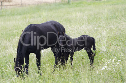 Mare With Black Colt