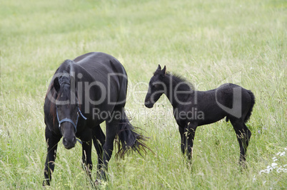 Mare With Black Colt On A Meadow