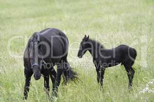 Mare With Black Colt On A Meadow