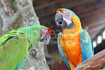 Parrots