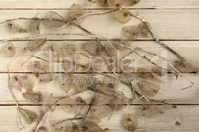 Dried Fruits of the Cape Gooseberry