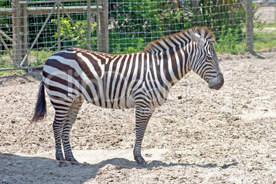 Zebra