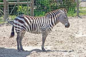 Zebra