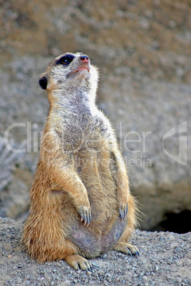 Meerkat