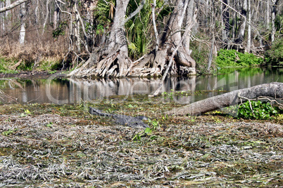 Alligator in Swamp