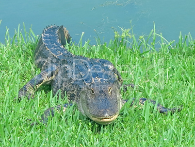 Alligator